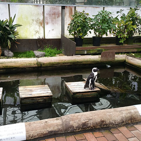 フクロウだけじゃない。たくさんの鳥がいました。