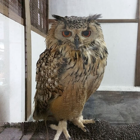 フクロウだけじゃない。たくさんの鳥がいました。