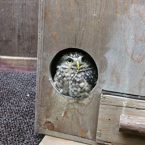 フクロウだけじゃない。たくさんの鳥がいました。