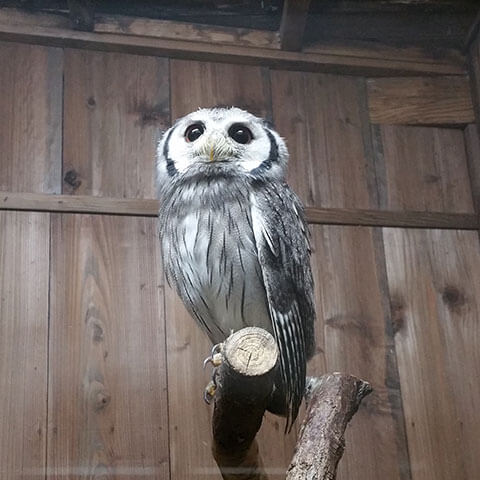 フクロウだけじゃない。たくさんの鳥がいました。