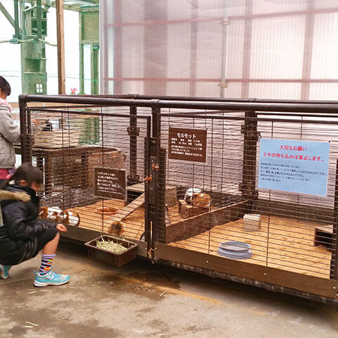 フクロウだけじゃない。たくさんの鳥がいました。