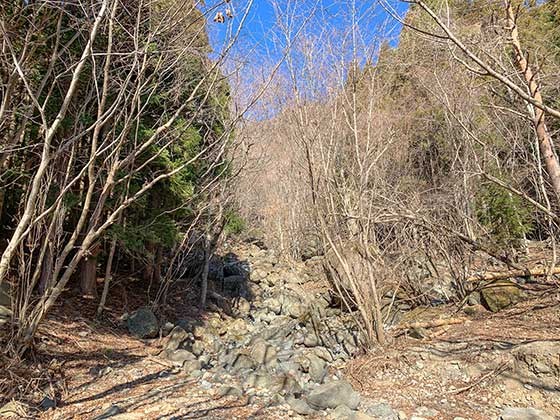 山椒魚もいる綺麗な裏山