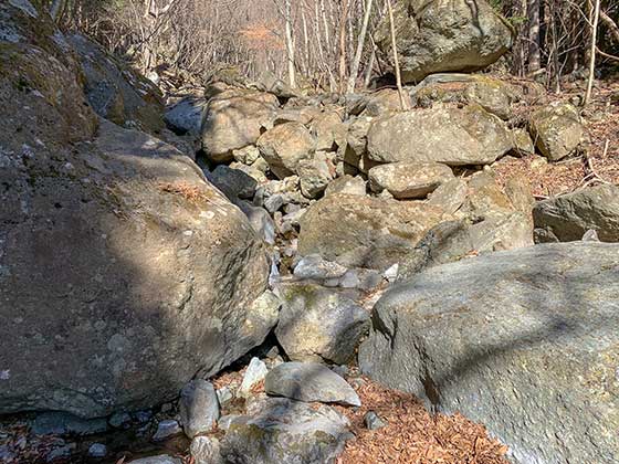 山椒魚もいる綺麗な裏山