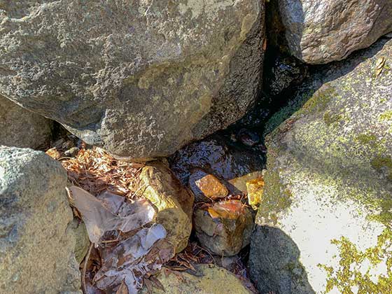 山椒魚もいる綺麗な裏山